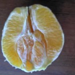 przekrój pomarańczy z pępkiem Navelina
