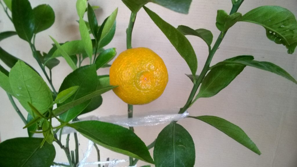 mandarynka satsuma Okitsu owoc