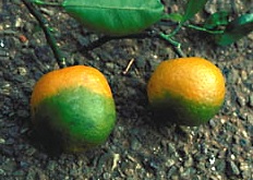 citrus greening zielenienie cytruusów - chore owoce 