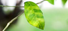 zielenienie cytrusów citrus greening hlb liście