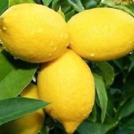cytryna lisbon owoce
