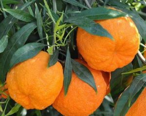 Długość życia cytrusów - długowieczna pomarańcza gorzka