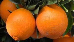 pomarańcza słodka - chińska