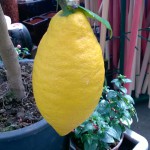 cytryna lunario - dojrzały owoc
