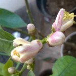 kwiaty cytryny meyera