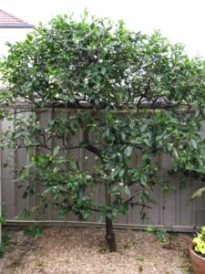 limeta kwaśna - drzewo limy perskiej
