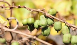 Kiwi – jak uprawiać by miało owoce?