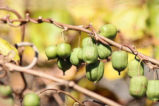 Kiwi – jak uprawiać by miało owoce?